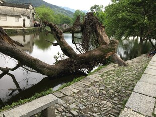 水边枯树与古朴景致