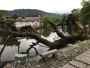 河边倾倒的枯树景观