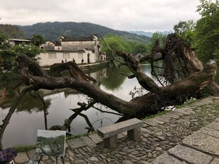 河边倾倒的枯树景观