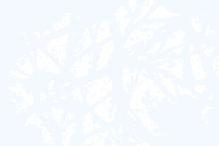 浅色树叶纹理背景图