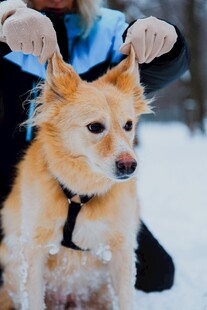 雪地中被抚摸的可爱小狗