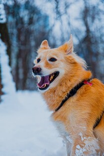 雪地中欢快的金毛犬