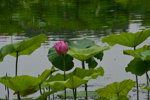 荷花荷叶  