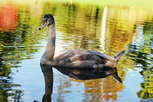 水中悠 的黑天鹅