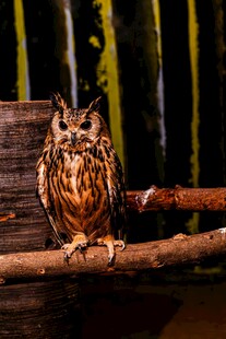 树枝上的猫头鹰