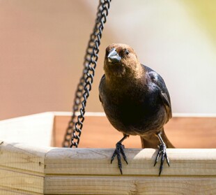 栖息于木台的黑鸟