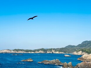 海天一色飞鸟伴礁石