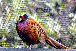 色彩斑斓的美丽野生雉鸡