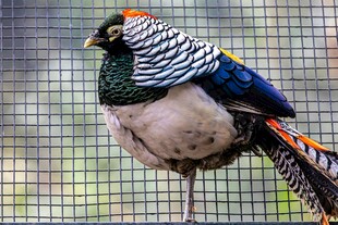 五彩斑斓的美丽锦鸡