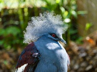 蓝羽冠奇异鸟特写