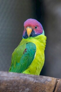 多彩鹦鹉栖息于木枝上