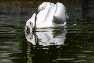 水中白雕塑及其倒影