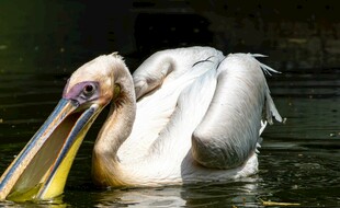 水中休憩的白鹈鹕