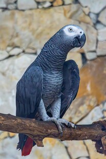  洲灰鹦鹉栖息于树枝上