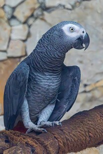  洲灰鹦鹉栖息于树枝上