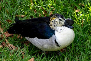 草地上的黑白羽毛鸭子