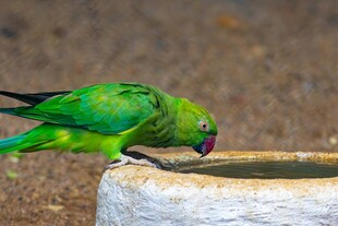 绿鹦鹉立于水盆边饮水
