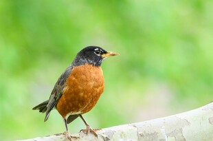 栖息枝头的橙色胸脯小鸟