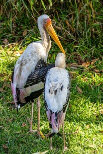 草地上的两只大型涉禽