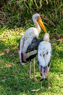 草地上的两只黄嘴鹮鹳
