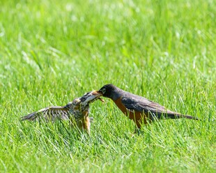草地上两鸟亲昵互动