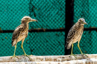 两只鹭鸟站立围栏旁