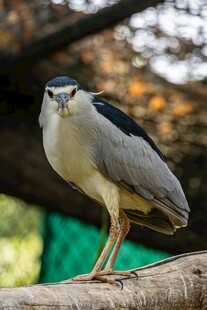 夜鹭栖息于枝头