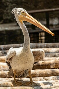 鹈鹕站立于木栈台上