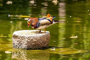 鸳鸯立于石上赏水景