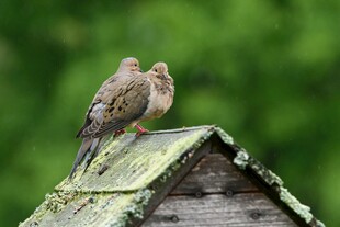 屋顶上亲昵的两只小鸟