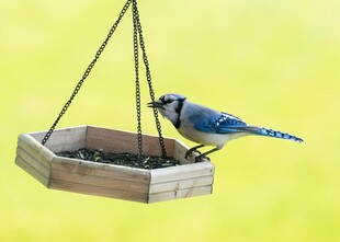 蓝鸟立于木质喂鸟器上