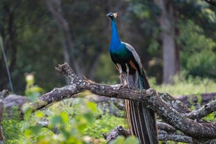 枝头孔雀展优雅身姿