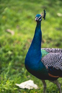 草地上的美丽蓝孔雀