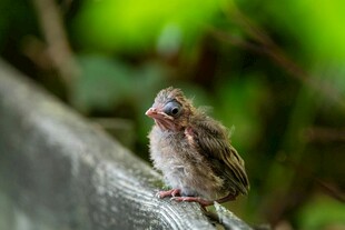 木栏上的幼鸟