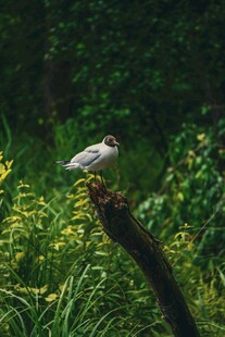 枝头小鸟栖于绿意之中