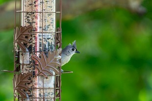 小鸟立于鸟食器上