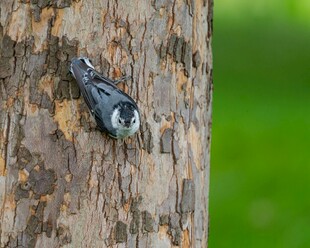 树干上的啄木鸟