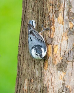 啄木鸟于树干专注觅食