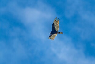 蓝天中翱翔的雄鹰