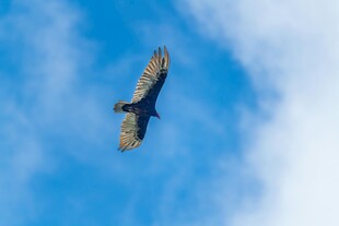 蓝天翱翔的雄鹰