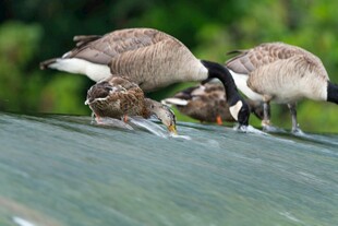 屋顶上的大雁与幼鸟