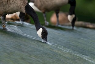 鹅在水边低头饮水