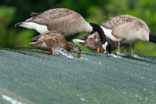 鹅妈妈带小鹅觅食