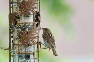 小鸟立于装饰柱上