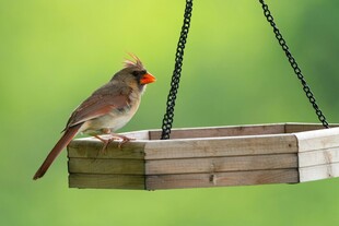 木架上的彩色小鸟