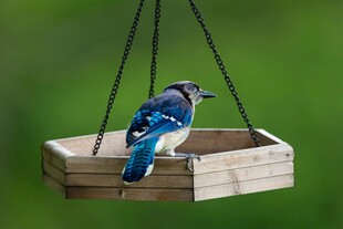 蓝鸟栖息于木质鸟食器