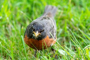 草地上的知更鸟