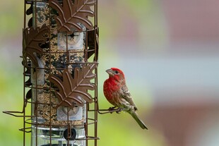红羽小鸟立于喂食器旁