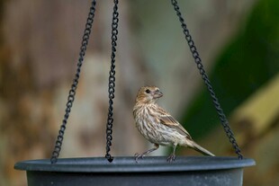 小鸟立于喂食器上
