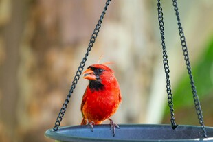 红衣主教鸟立于悬挂食器